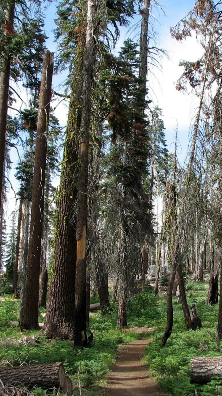 Tagsüber Grüne Bäume Unter Blauem Himmel. Wallpaper in 720x1280 Resolution