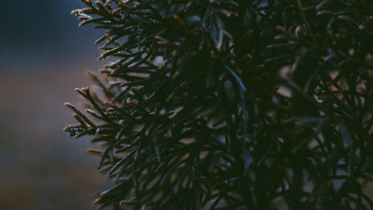 Baum, Vegetation, Blatt, Branch, Botanik. Wallpaper in 1280x720 Resolution