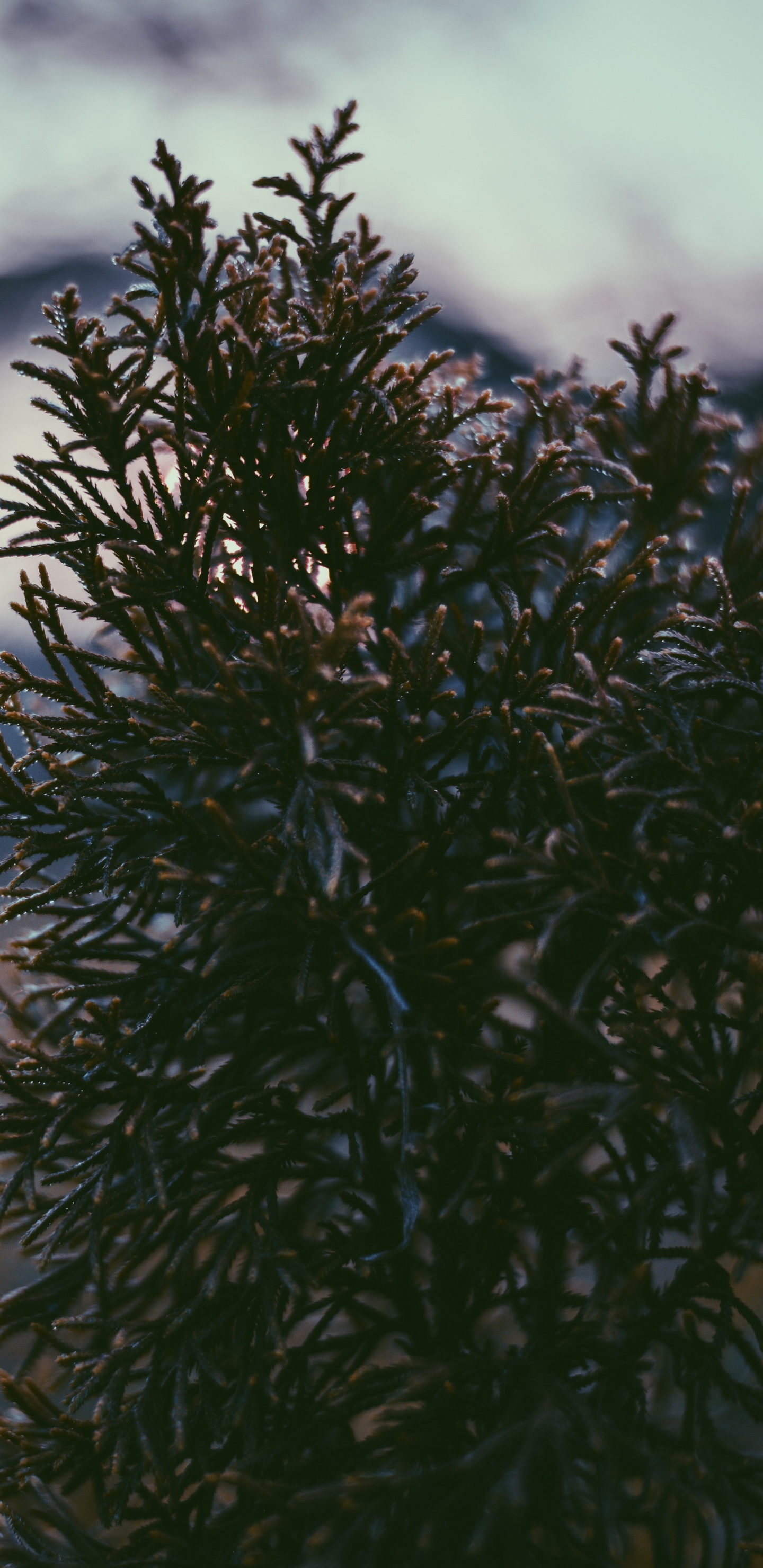 Baum, Vegetation, Blatt, Branch, Botanik. Wallpaper in 1440x2960 Resolution