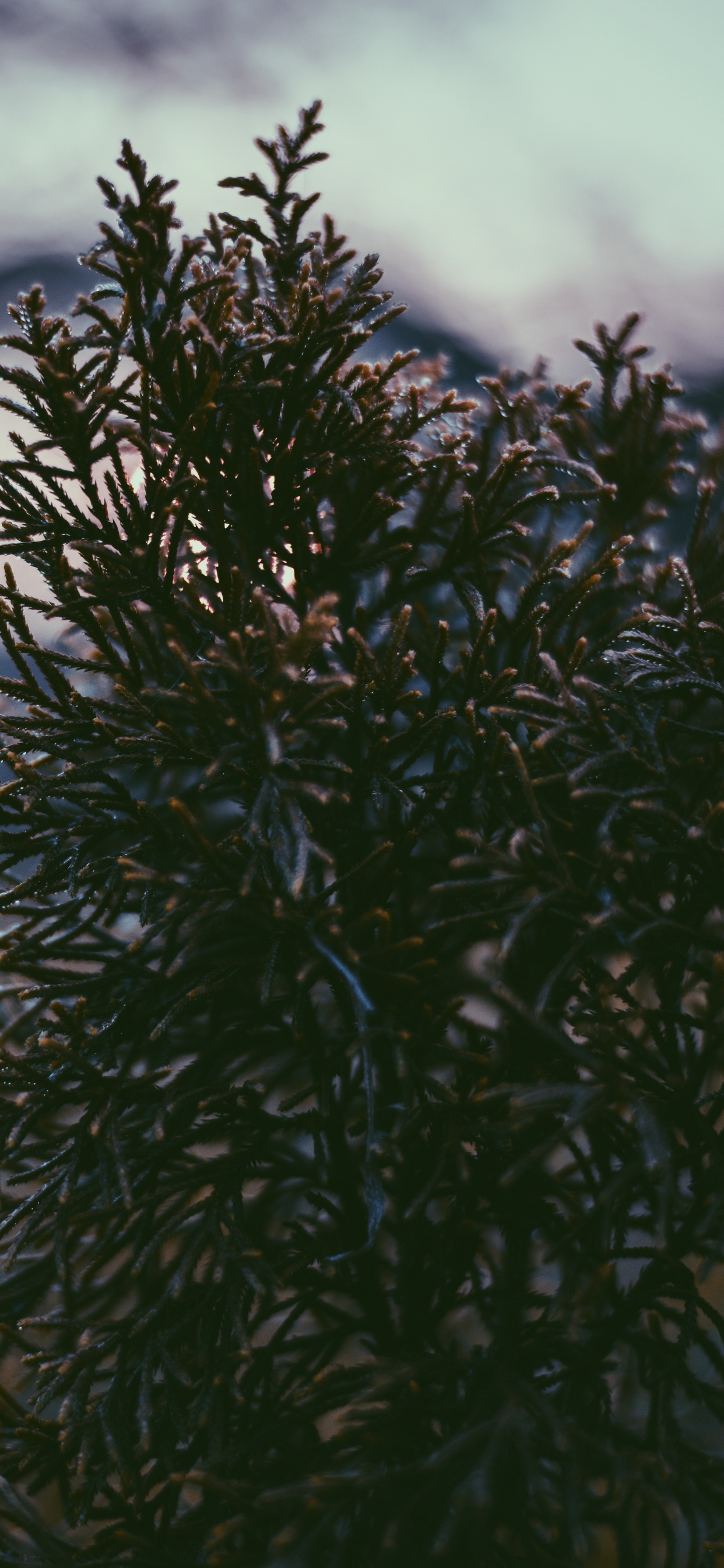 Tree, Vegetation, Plant, Leaf, Branch. Wallpaper in 1242x2688 Resolution
