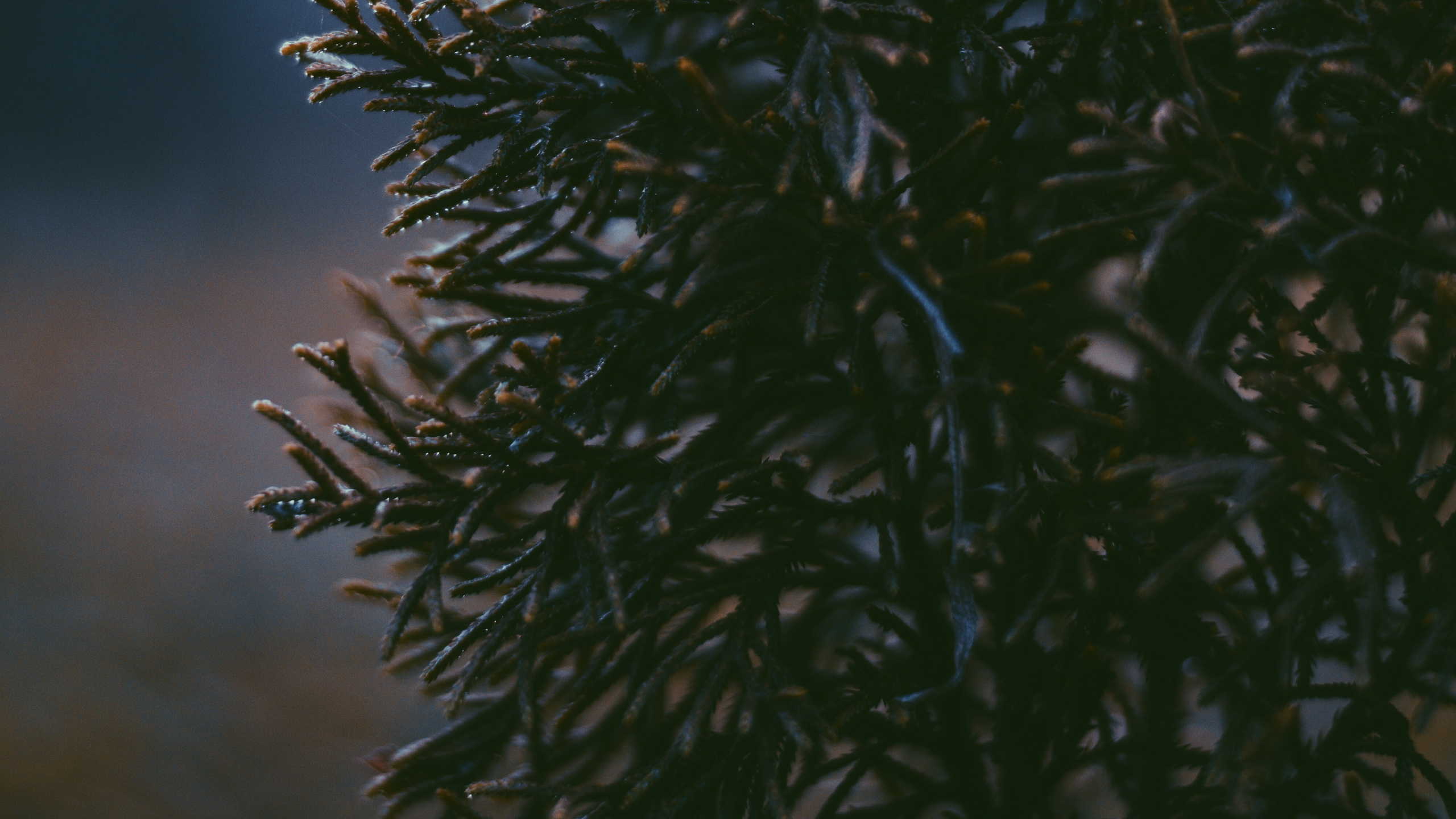 Tree, Vegetation, Plant, Leaf, Branch. Wallpaper in 2560x1440 Resolution