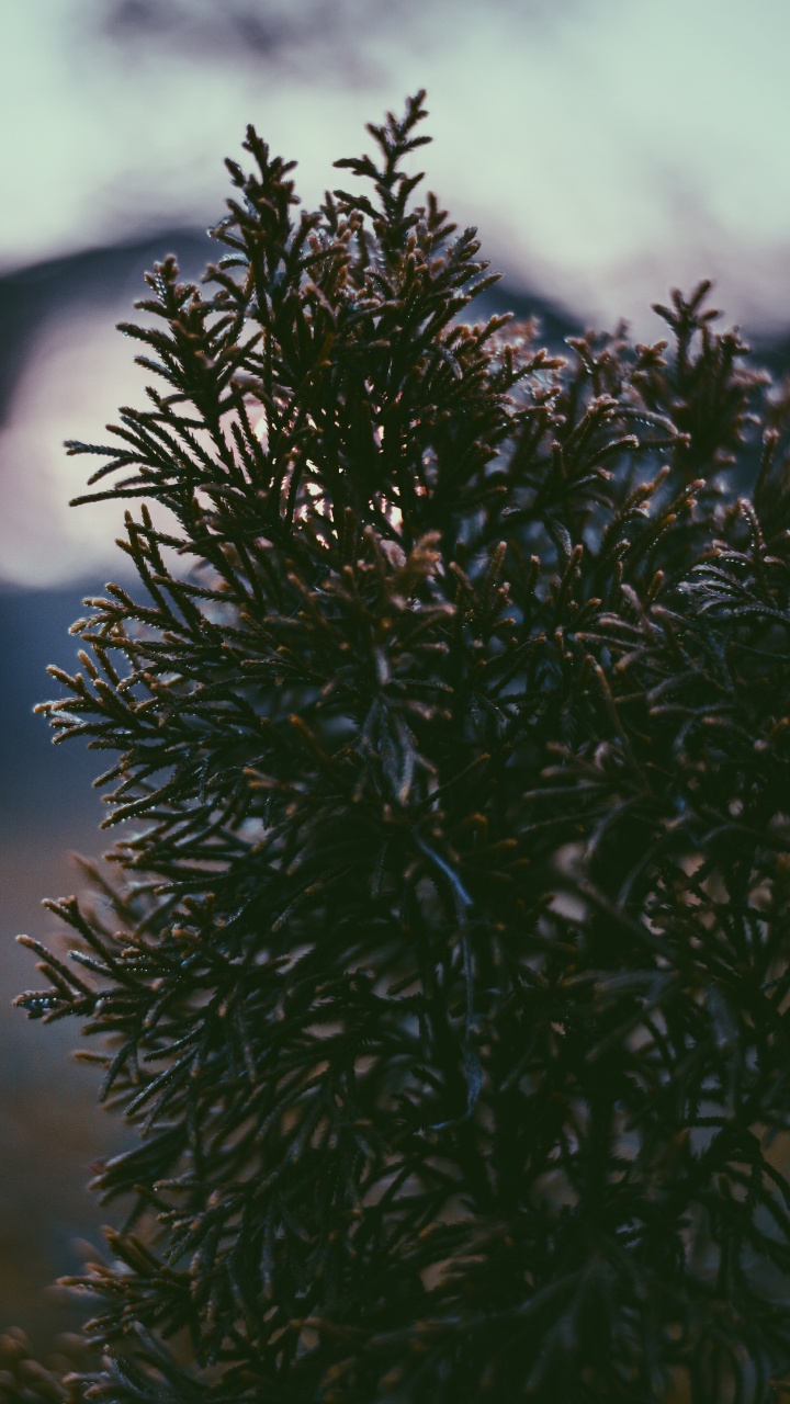 Tree, Vegetation, Plant, Leaf, Branch. Wallpaper in 720x1280 Resolution