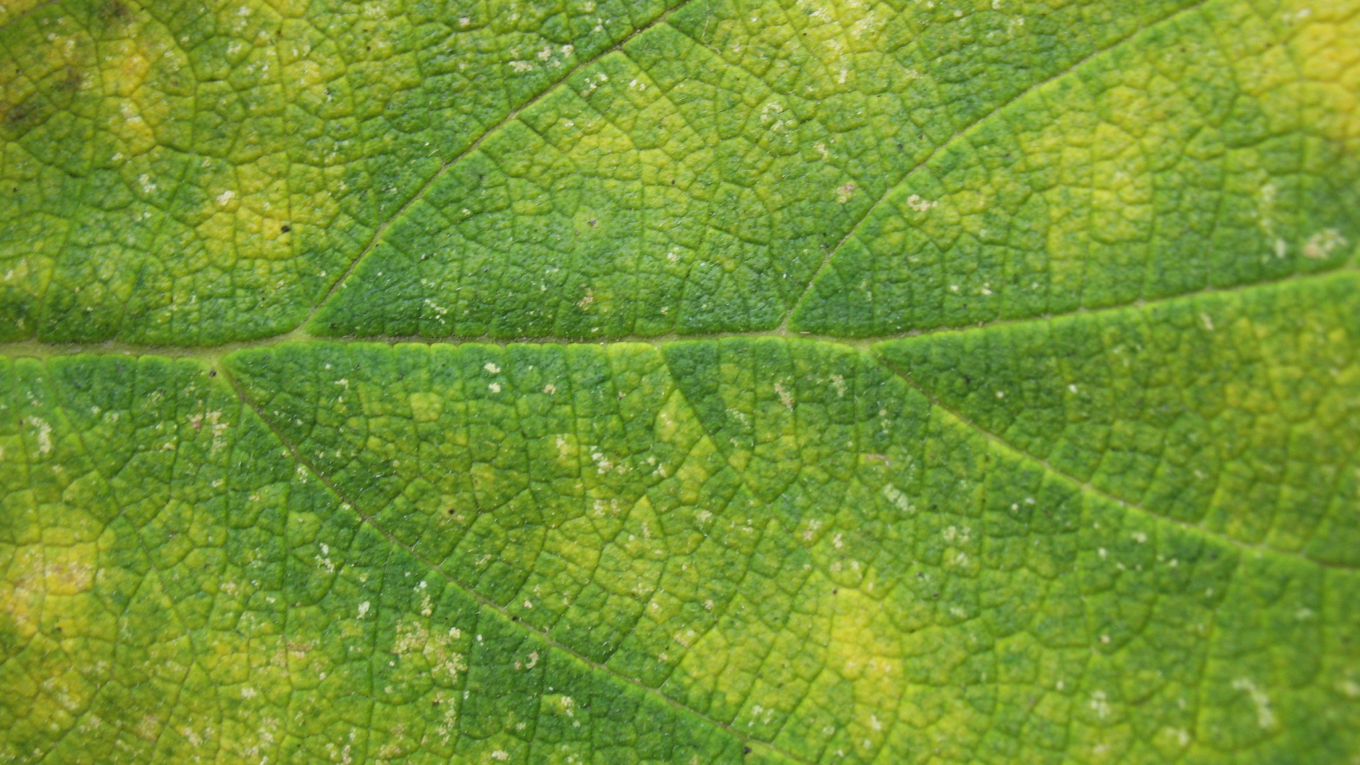 Hoja Verde en Fotografía de Cerca. Wallpaper in 1920x1080 Resolution