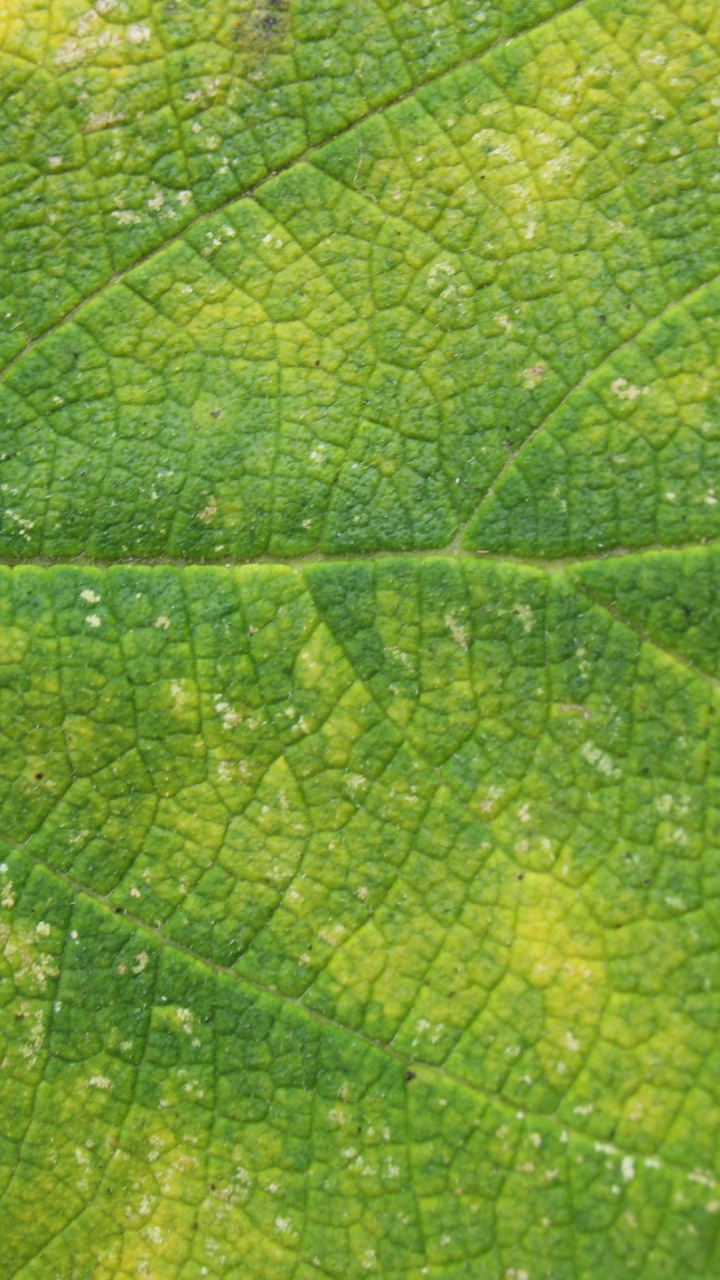 植物病理学, 草, 落叶, 湿气, 植被 壁纸 720x1280 允许