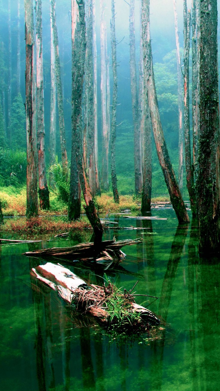 Green Water With Trees During Daytime. Wallpaper in 720x1280 Resolution