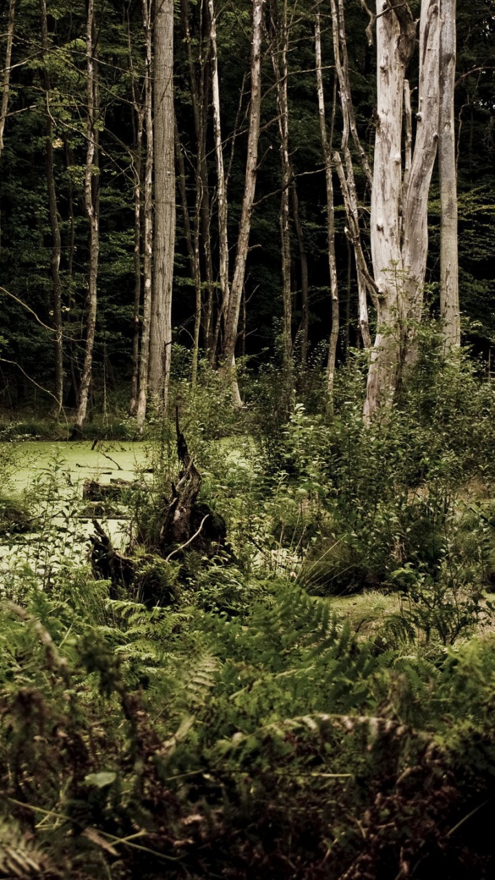 Hierba Verde y Árboles Durante el Día. Wallpaper in 720x1280 Resolution