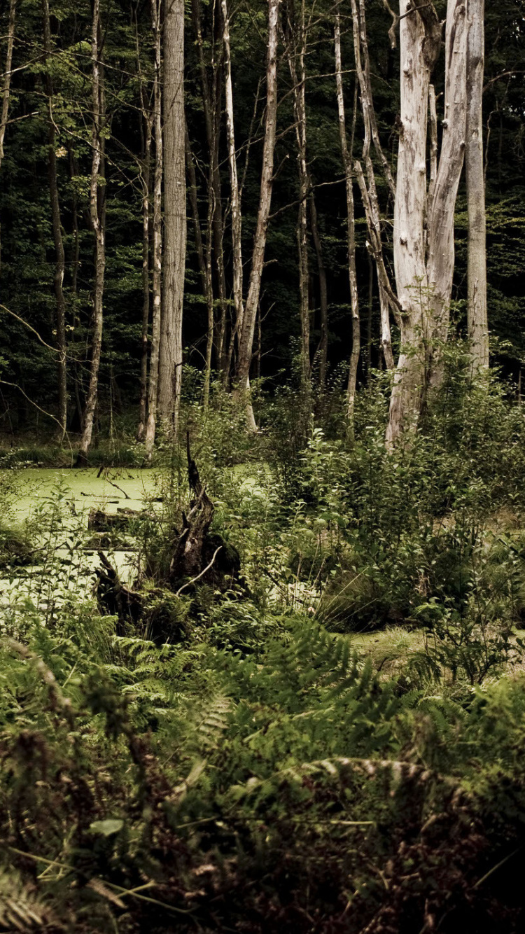 Hierba Verde y Árboles Durante el Día. Wallpaper in 750x1334 Resolution