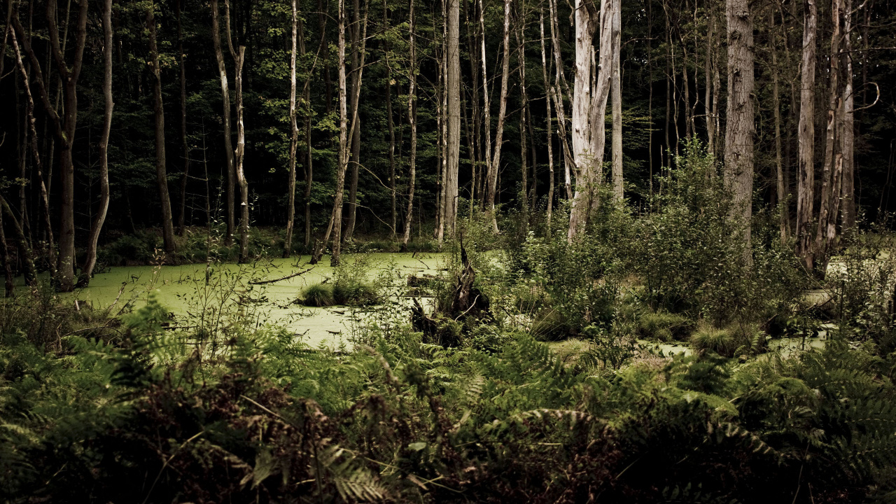 Green Grass and Trees During Daytime. Wallpaper in 1280x720 Resolution