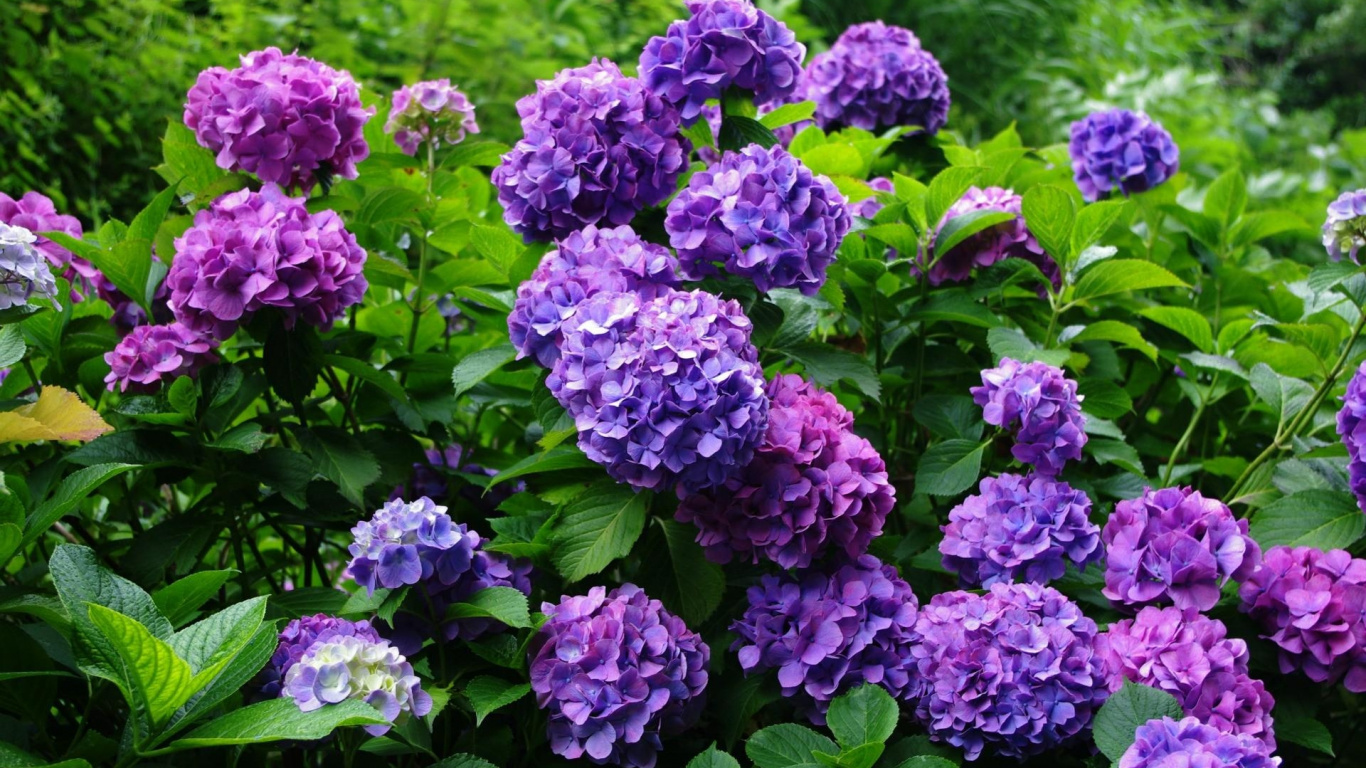 Purple Flowers With Green Leaves. Wallpaper in 1366x768 Resolution