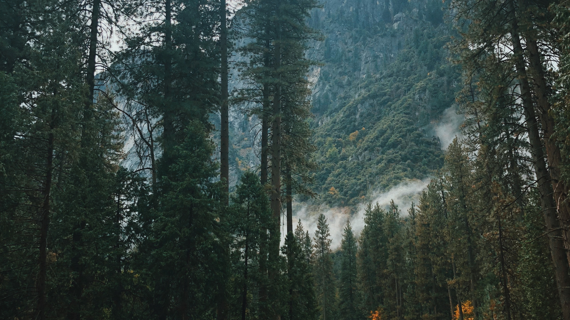 Natur, Nadelbaum, Road, Baum, Automotive Exterieur. Wallpaper in 1920x1080 Resolution