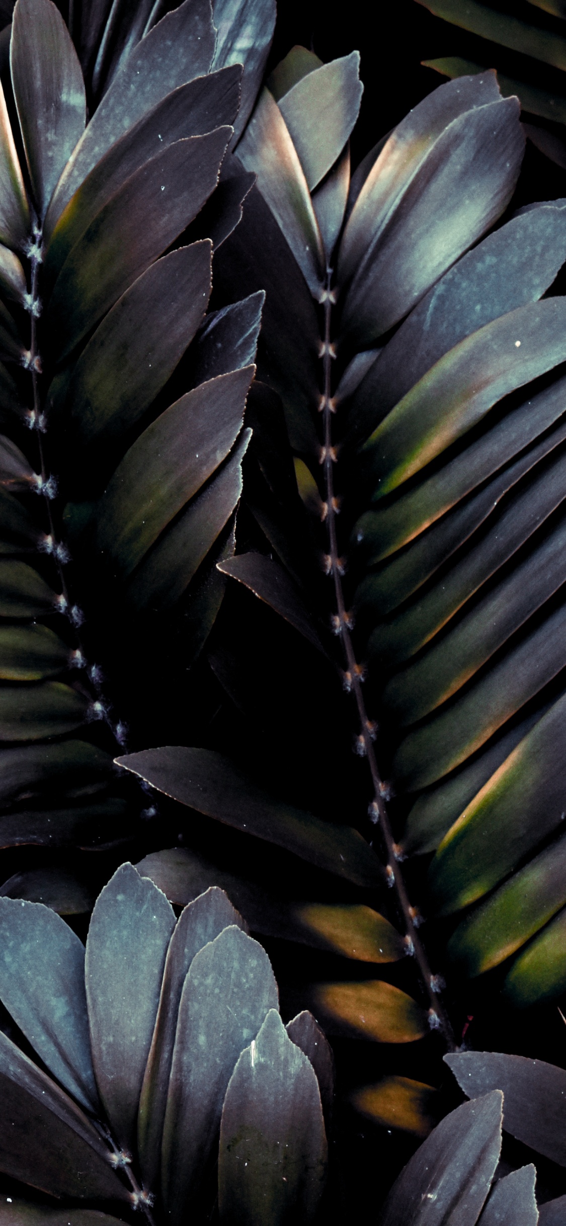 Leaf, Feather, Plant, Botany, Terrestrial Plant. Wallpaper in 1125x2436 Resolution