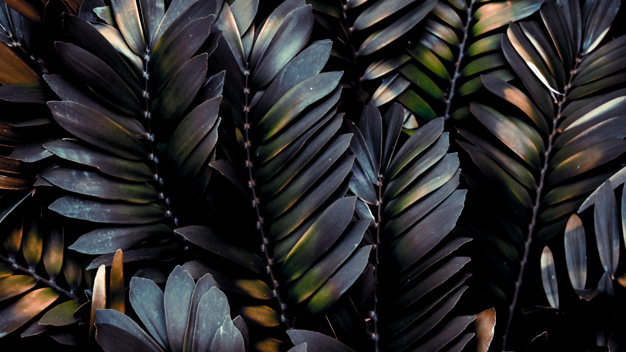 Leaf, Feather, Plant, Botany, Terrestrial Plant. Wallpaper in 1280x720 Resolution