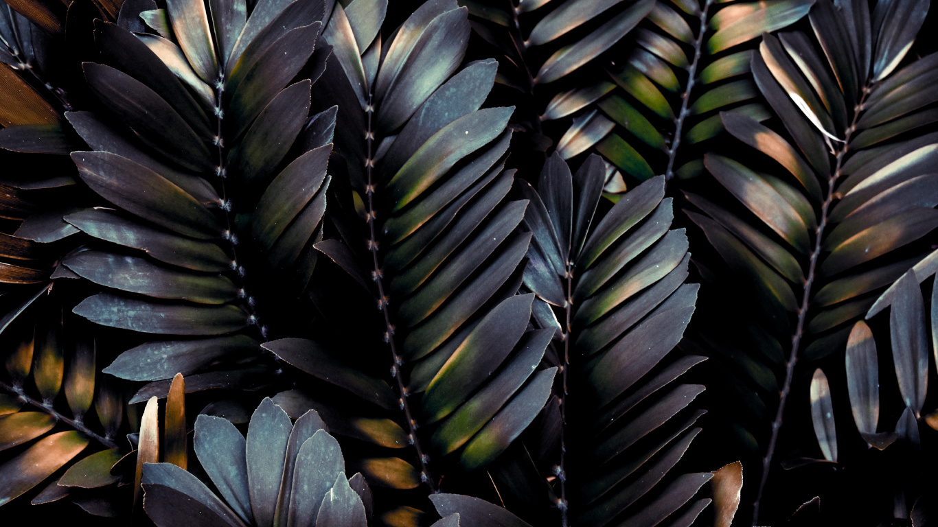 Leaf, Feather, Plant, Botany, Terrestrial Plant. Wallpaper in 1366x768 Resolution
