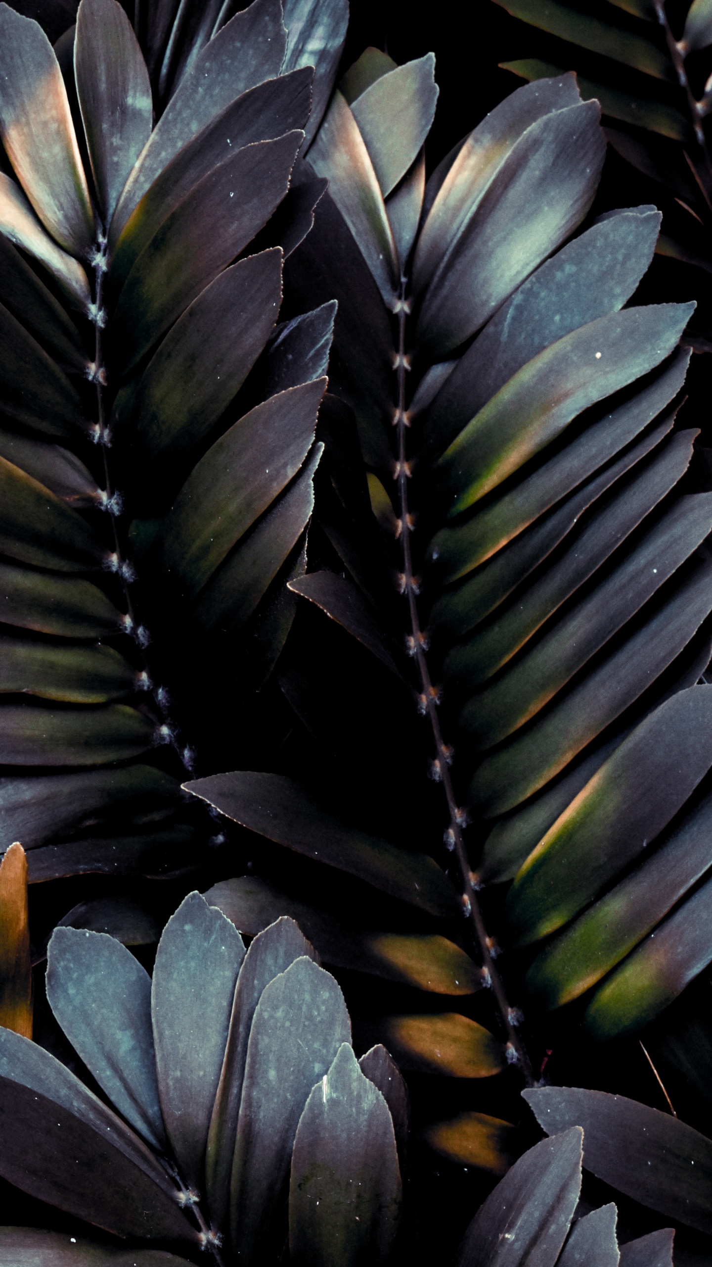 Leaf, Feather, Plant, Botany, Terrestrial Plant. Wallpaper in 1440x2560 Resolution