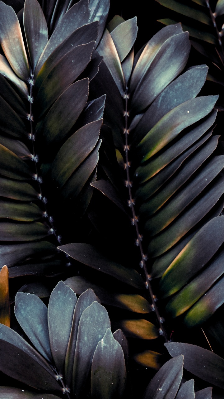 Leaf, Feather, Plant, Botany, Terrestrial Plant. Wallpaper in 720x1280 Resolution