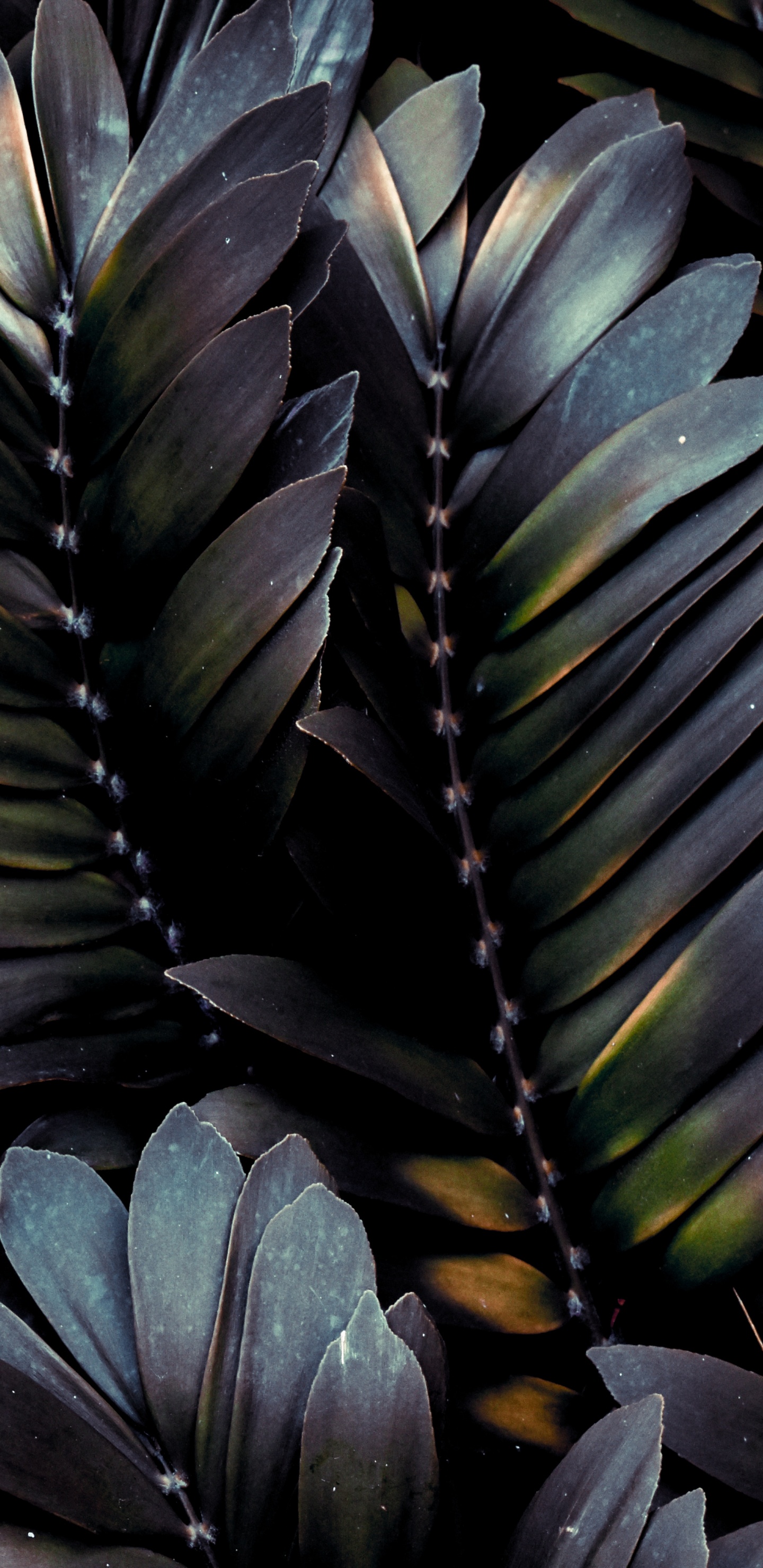 Feuille, Plume, Botanique, Plante Terrestre, Usine. Wallpaper in 1440x2960 Resolution