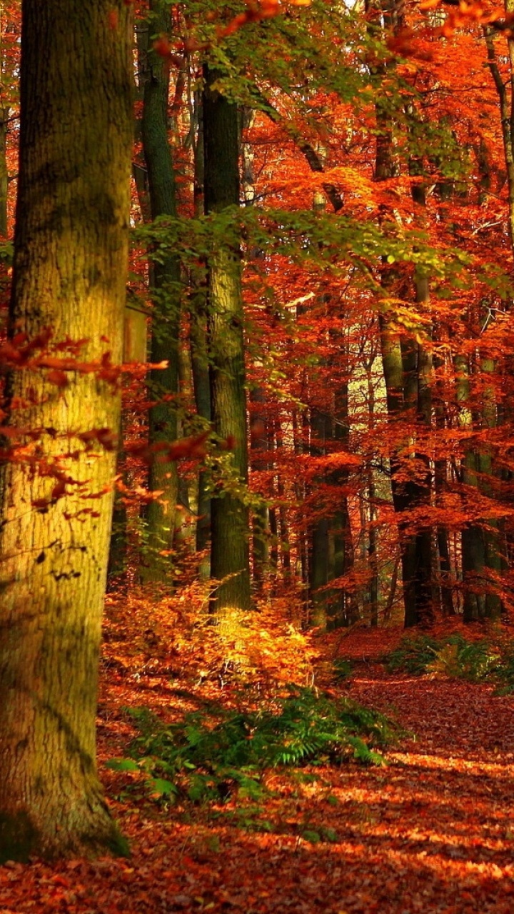 Brown and Green Trees During Daytime. Wallpaper in 720x1280 Resolution