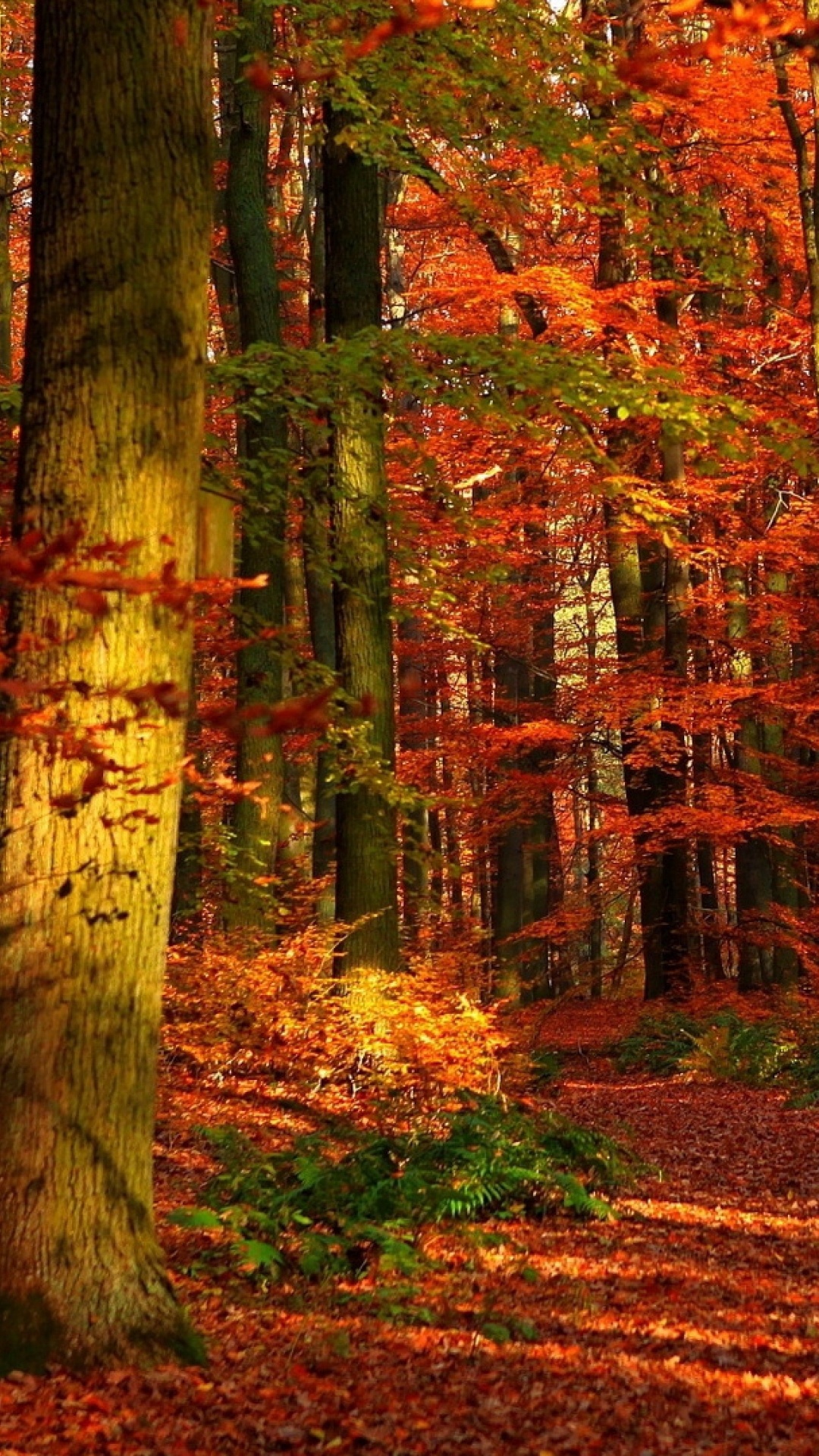 Tagsüber Braune Und Grüne Bäume. Wallpaper in 1080x1920 Resolution