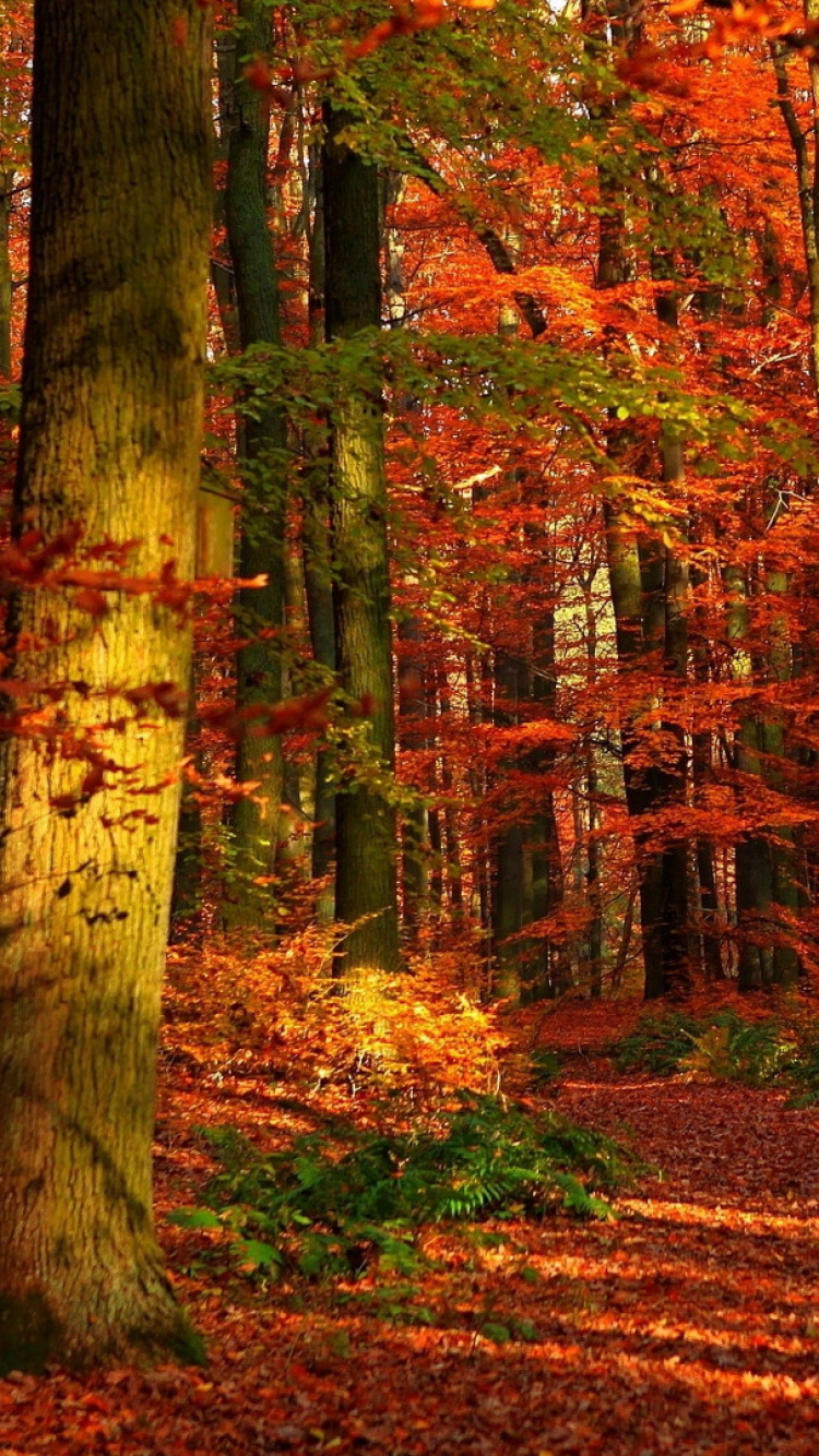 森林, 性质, 林地, 落叶, 北木质森林的概念 壁纸 750x1334 允许