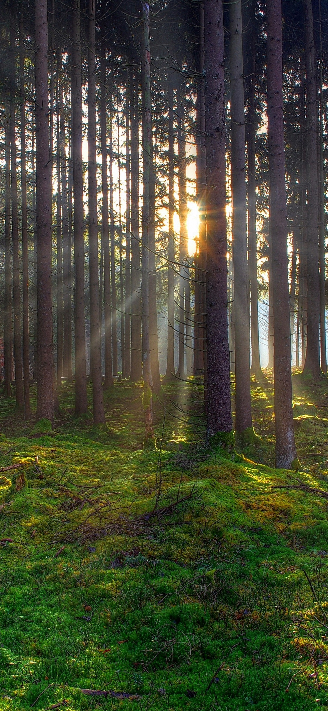 Tagsüber Grünes Gras Und Bäume im Wald. Wallpaper in 1125x2436 Resolution