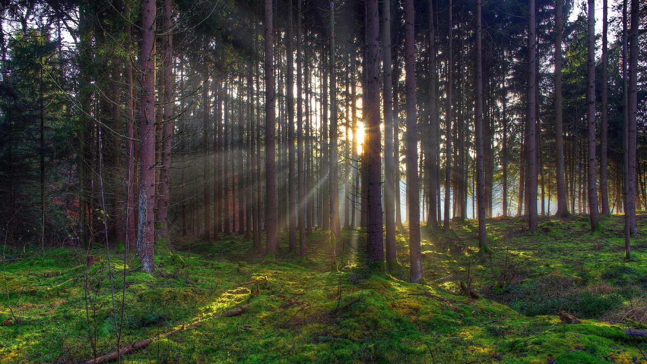 Tagsüber Grünes Gras Und Bäume im Wald. Wallpaper in 1280x720 Resolution