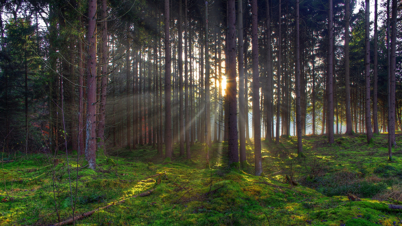 Tagsüber Grünes Gras Und Bäume im Wald. Wallpaper in 1366x768 Resolution