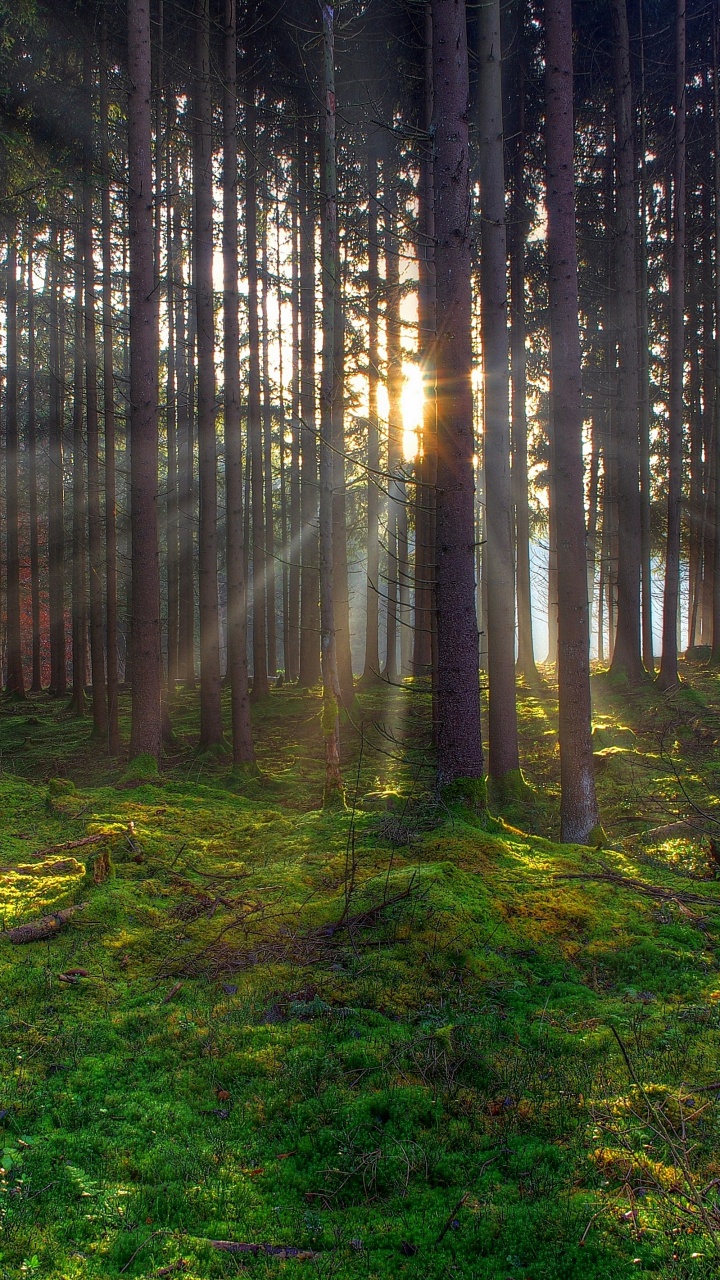 Tagsüber Grünes Gras Und Bäume im Wald. Wallpaper in 720x1280 Resolution