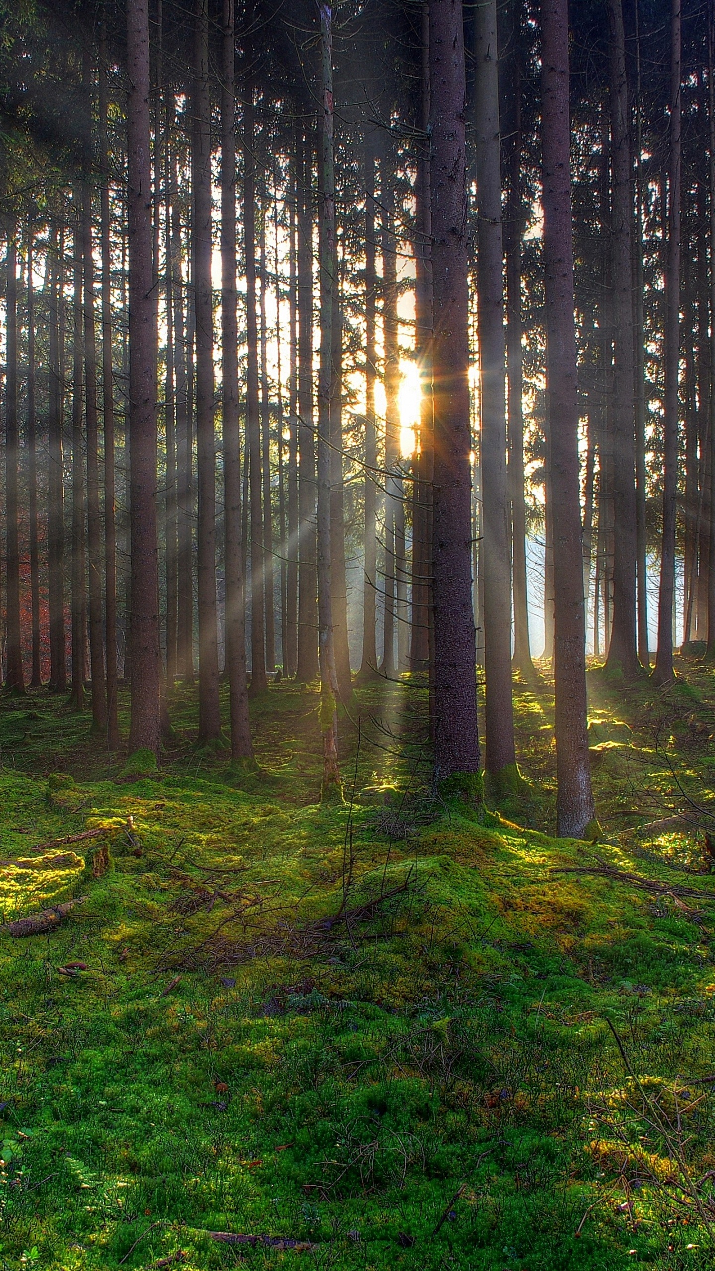 Green Grass and Trees in Forest During Daytime. Wallpaper in 1440x2560 Resolution