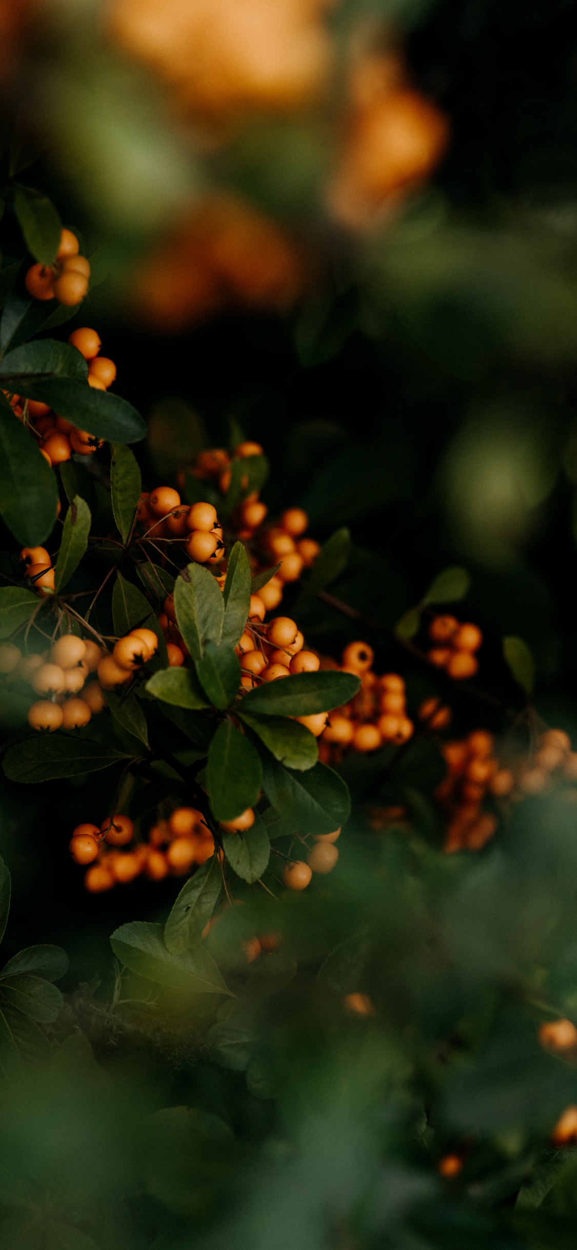 Green, Leaf, Nature, Branch, Plant. Wallpaper in 1125x2436 Resolution