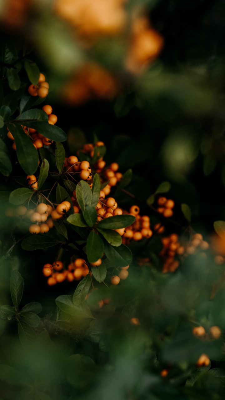 Green, Leaf, Nature, Branch, Plant. Wallpaper in 720x1280 Resolution