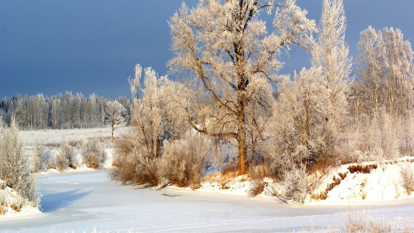 Braune Bäume Auf Schneebedecktem Boden Unter Blauem Himmel Tagsüber. Wallpaper in 1366x768 Resolution