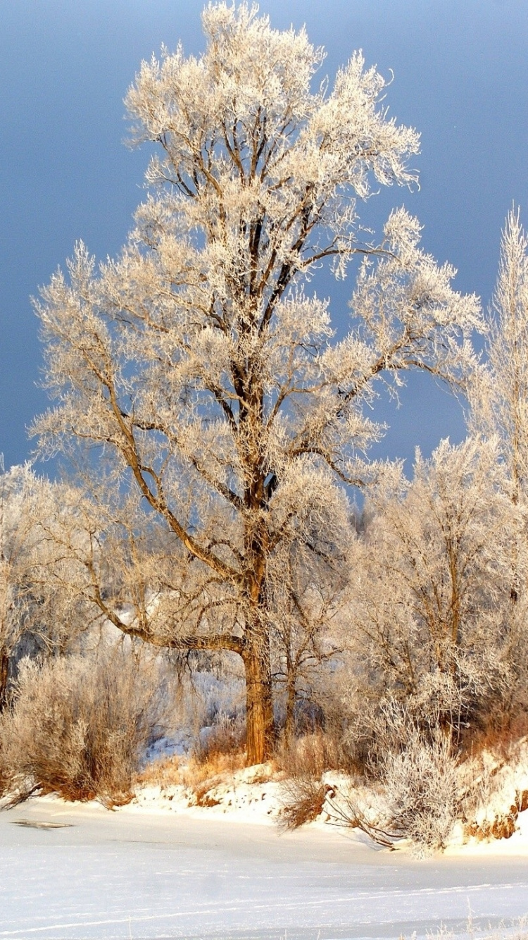 Brown Trees on Snow Covered Ground Under Blue Sky During Daytime. Wallpaper in 750x1334 Resolution