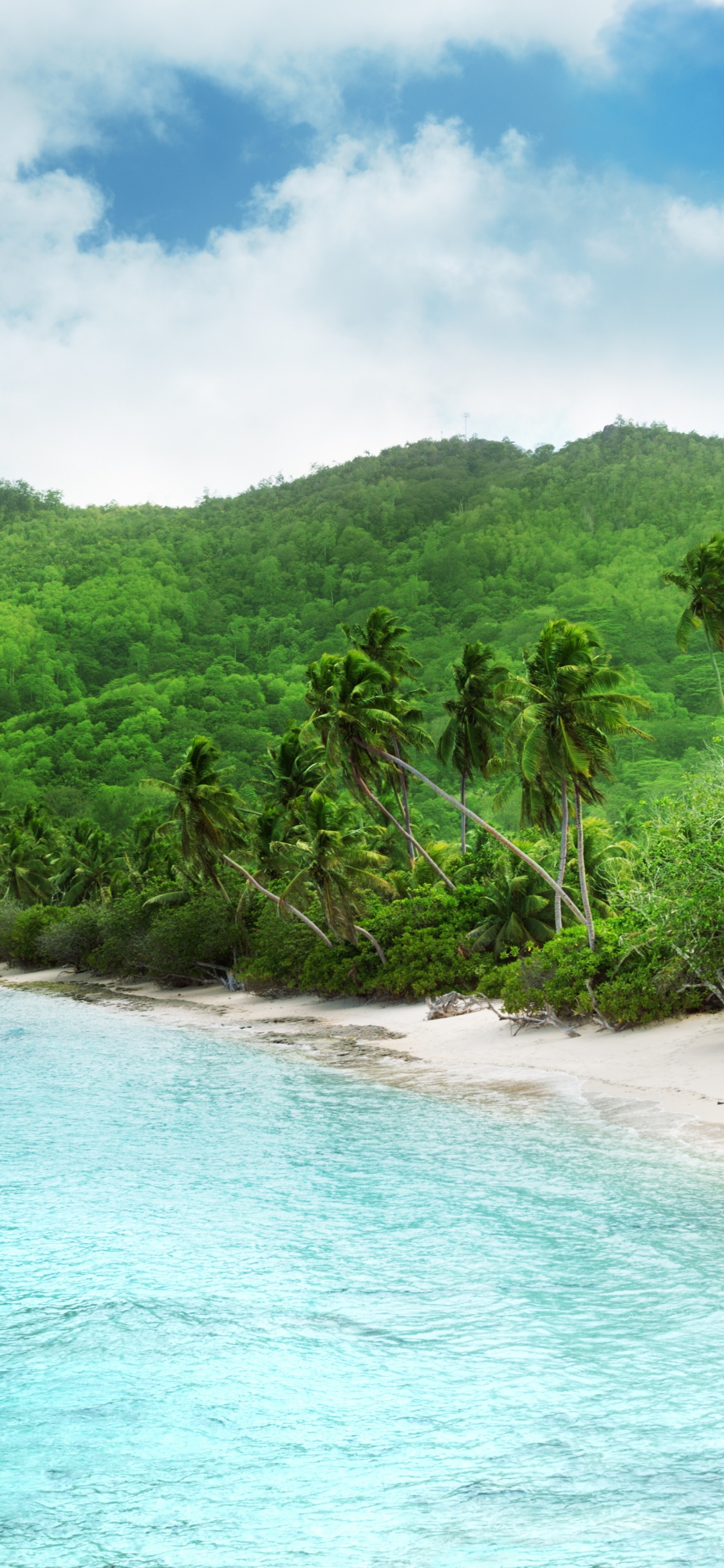 Green Trees on Seashore During Daytime. Wallpaper in 1125x2436 Resolution