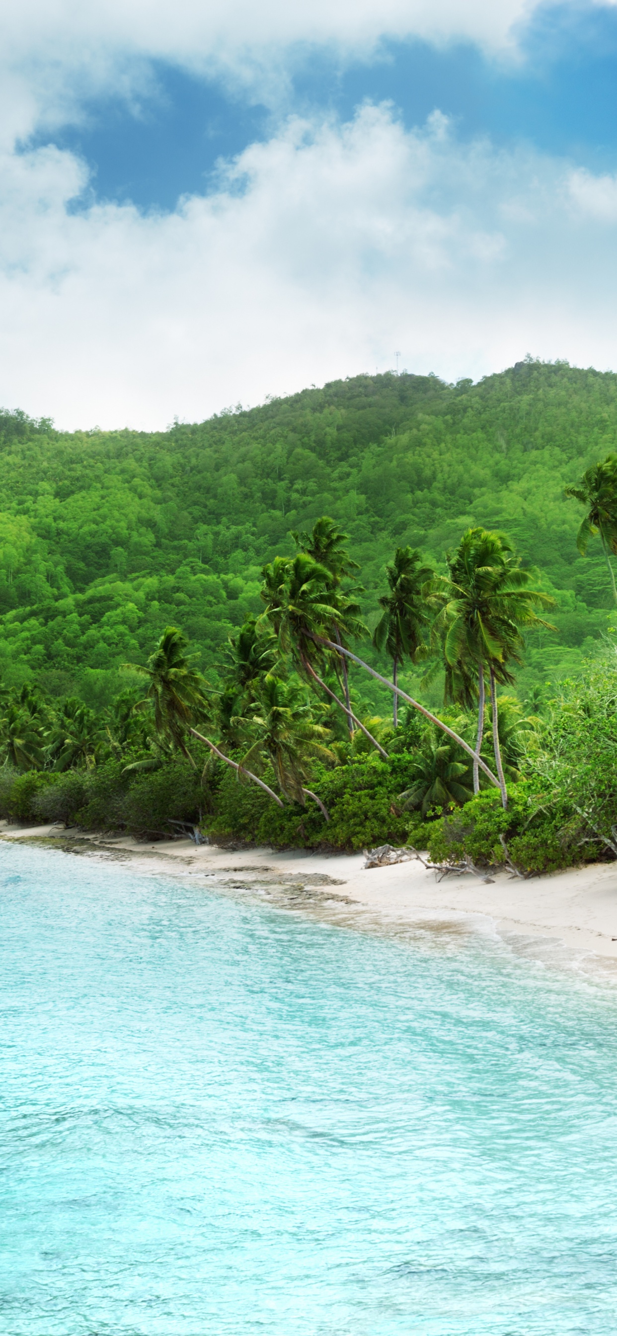 Green Trees on Seashore During Daytime. Wallpaper in 1242x2688 Resolution