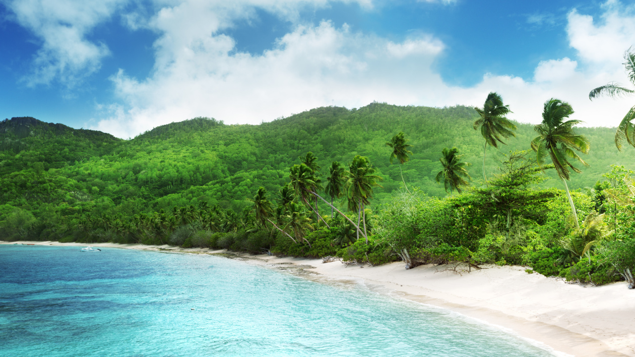 Green Trees on Seashore During Daytime. Wallpaper in 1280x720 Resolution