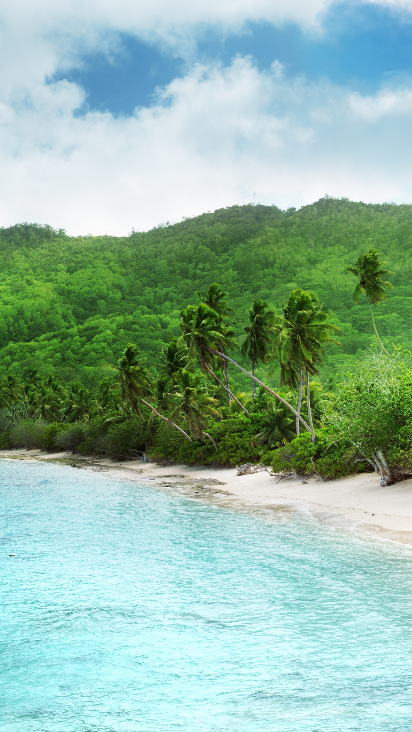 Green Trees on Seashore During Daytime. Wallpaper in 1440x2560 Resolution