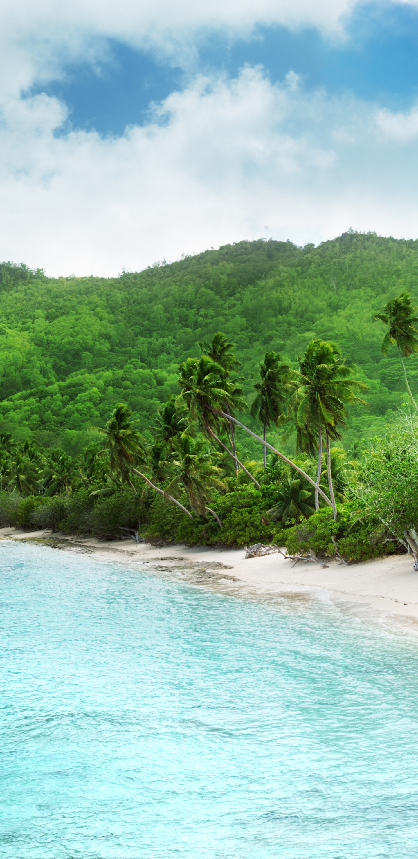 Green Trees on Seashore During Daytime. Wallpaper in 1440x2960 Resolution