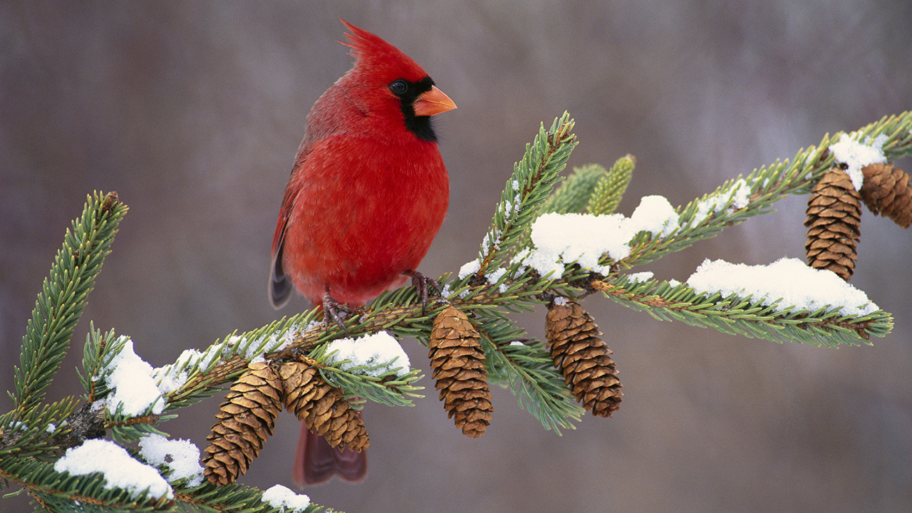 Red Cardinal Perched on Green Leaf. Wallpaper in 1280x720 Resolution