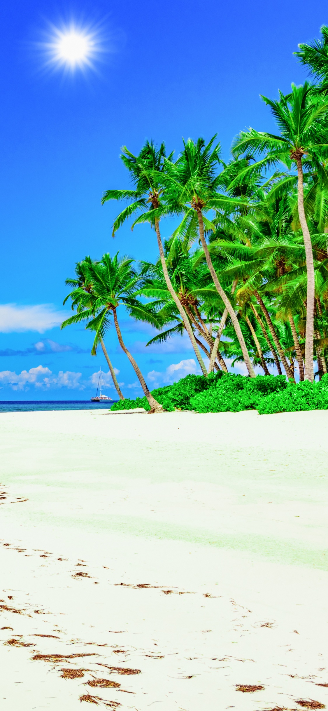 Green Palm Tree on White Sand Beach During Daytime. Wallpaper in 1125x2436 Resolution