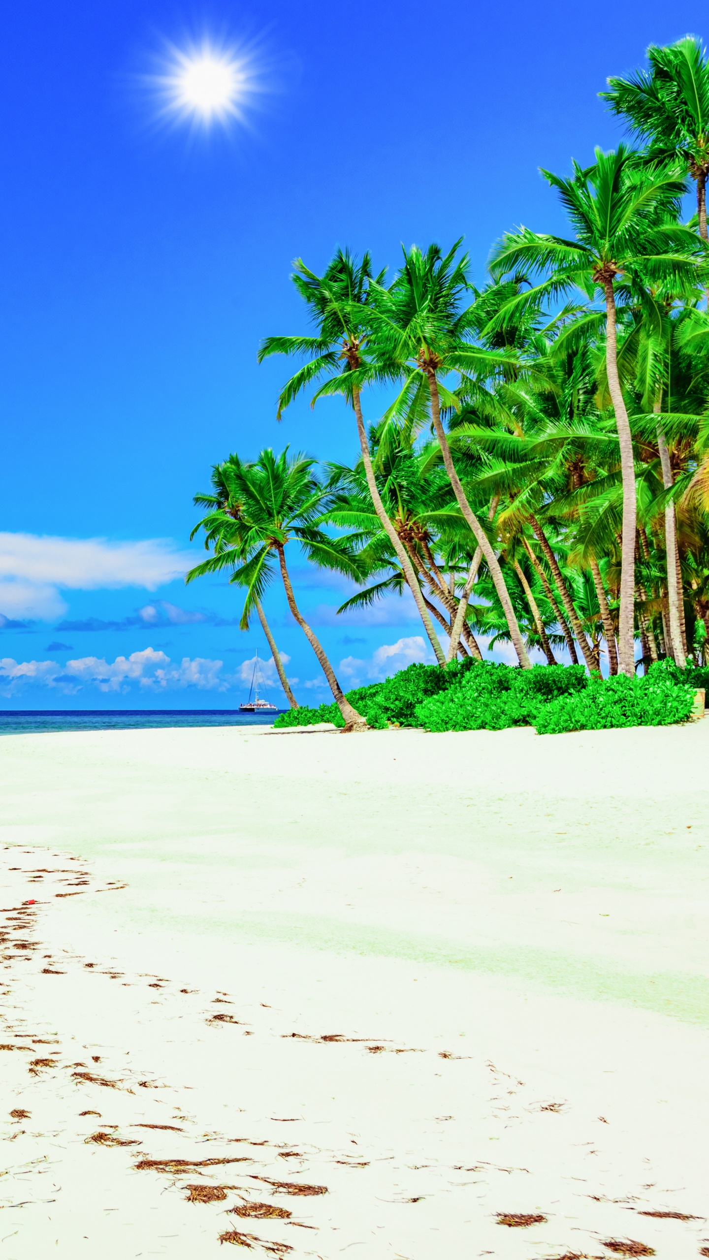 Green Palm Tree on White Sand Beach During Daytime. Wallpaper in 1440x2560 Resolution