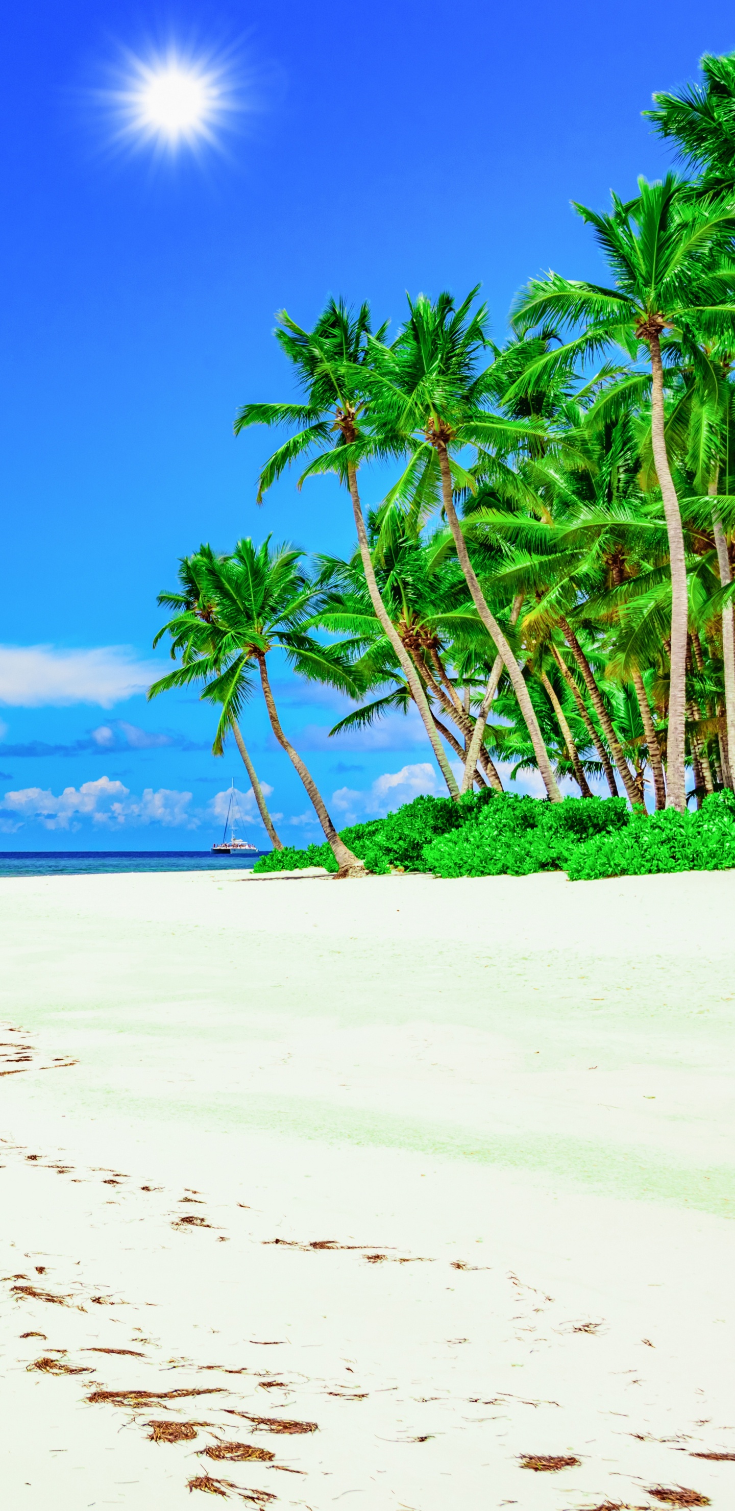 Green Palm Tree on White Sand Beach During Daytime. Wallpaper in 1440x2960 Resolution