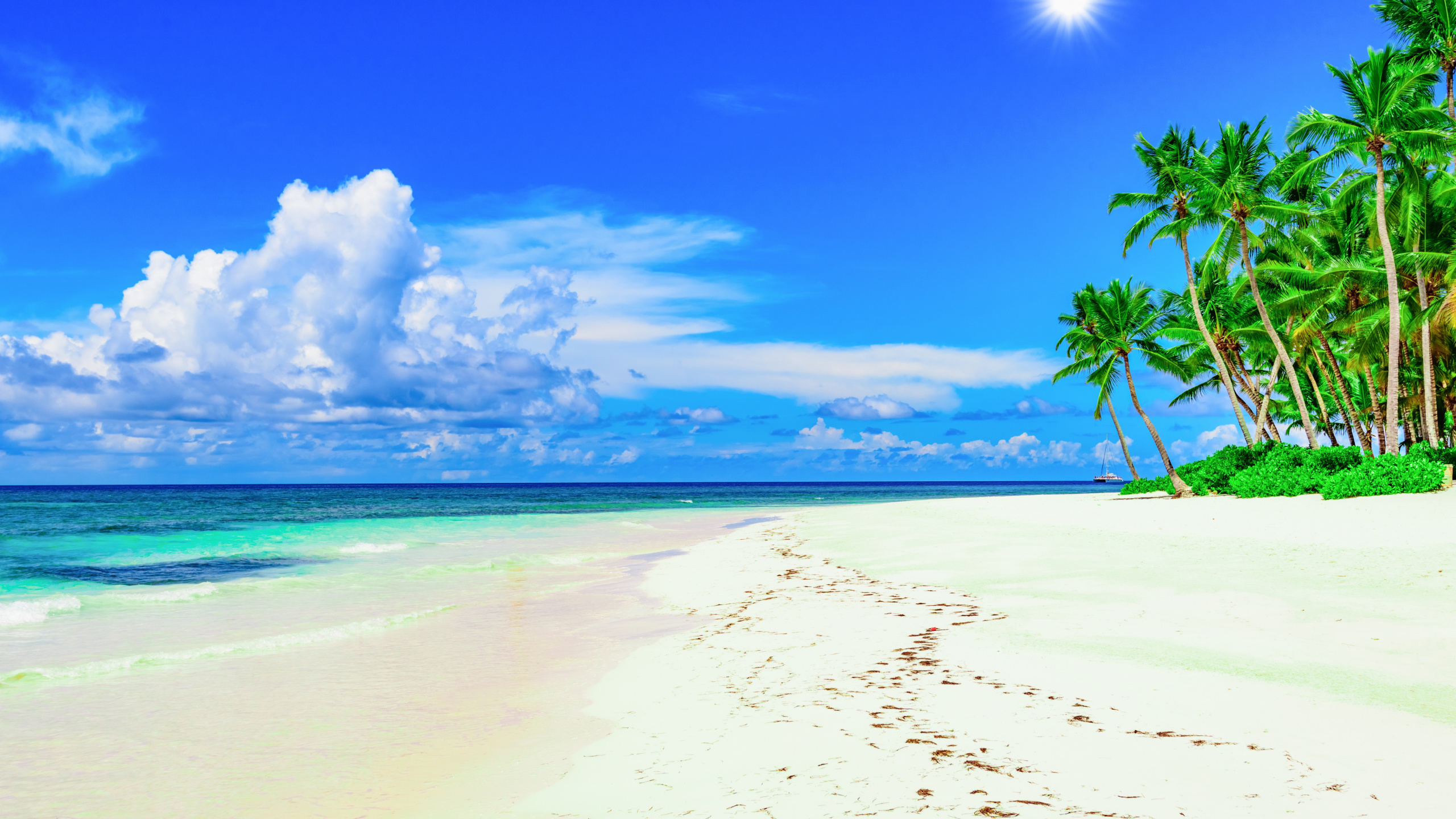 Green Palm Tree on White Sand Beach During Daytime. Wallpaper in 2560x1440 Resolution
