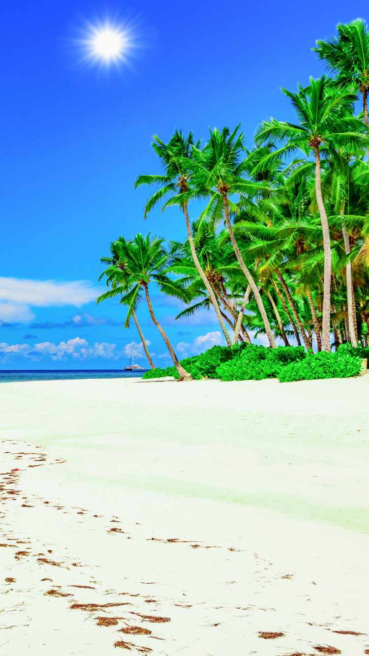 Green Palm Tree on White Sand Beach During Daytime. Wallpaper in 750x1334 Resolution