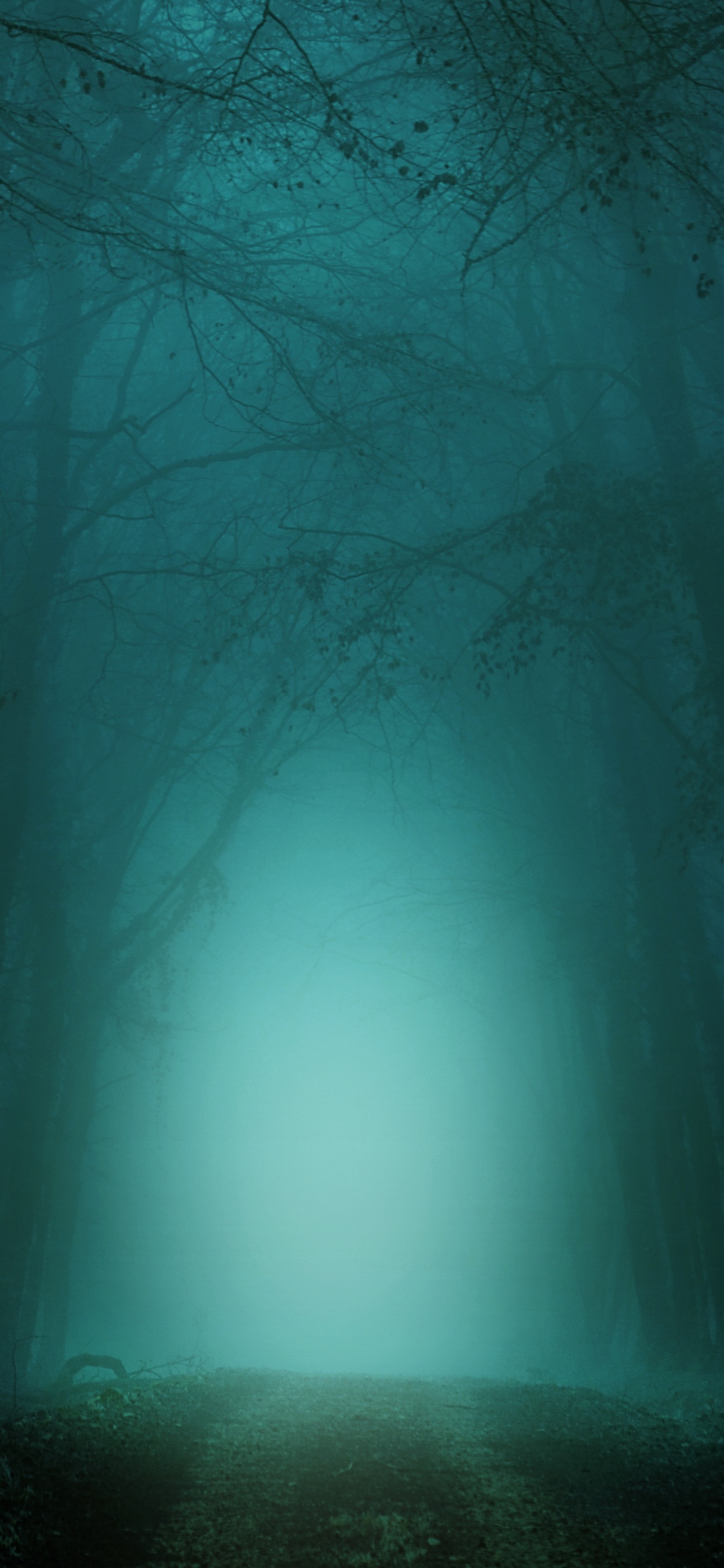 Darkness, Night, Green, Nature, Blue. Wallpaper in 1242x2688 Resolution