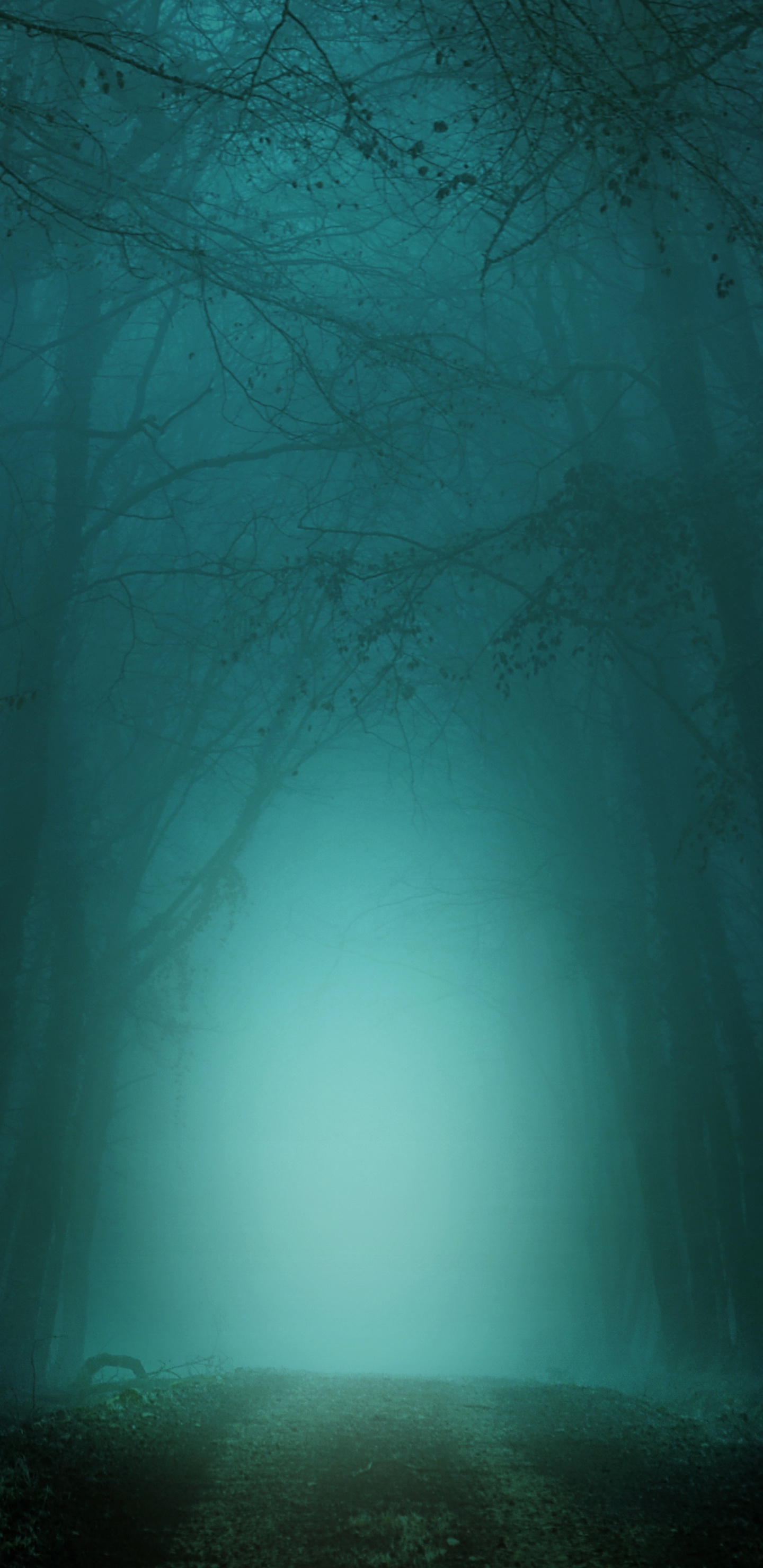 Darkness, Night, Green, Nature, Blue. Wallpaper in 1440x2960 Resolution