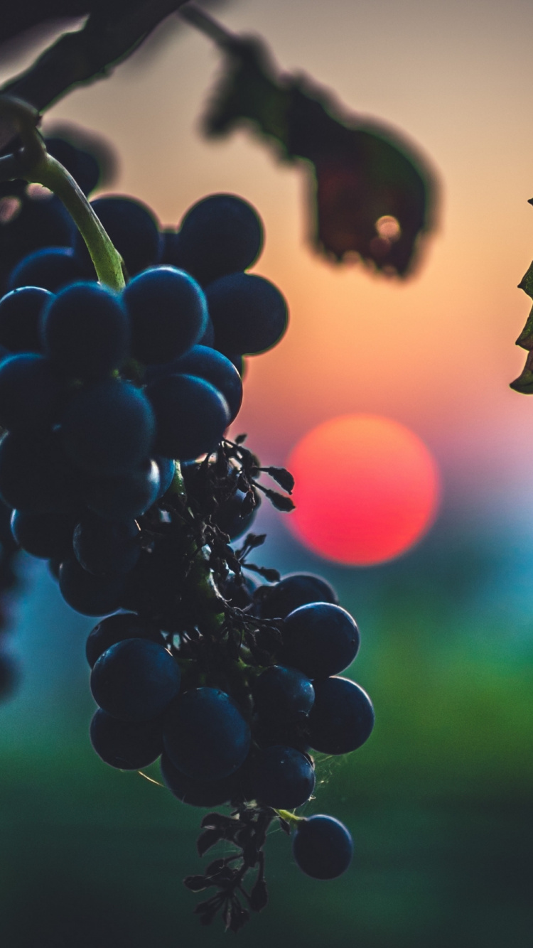 Grape, Sunset, Food, Plant, Fruit. Wallpaper in 750x1334 Resolution