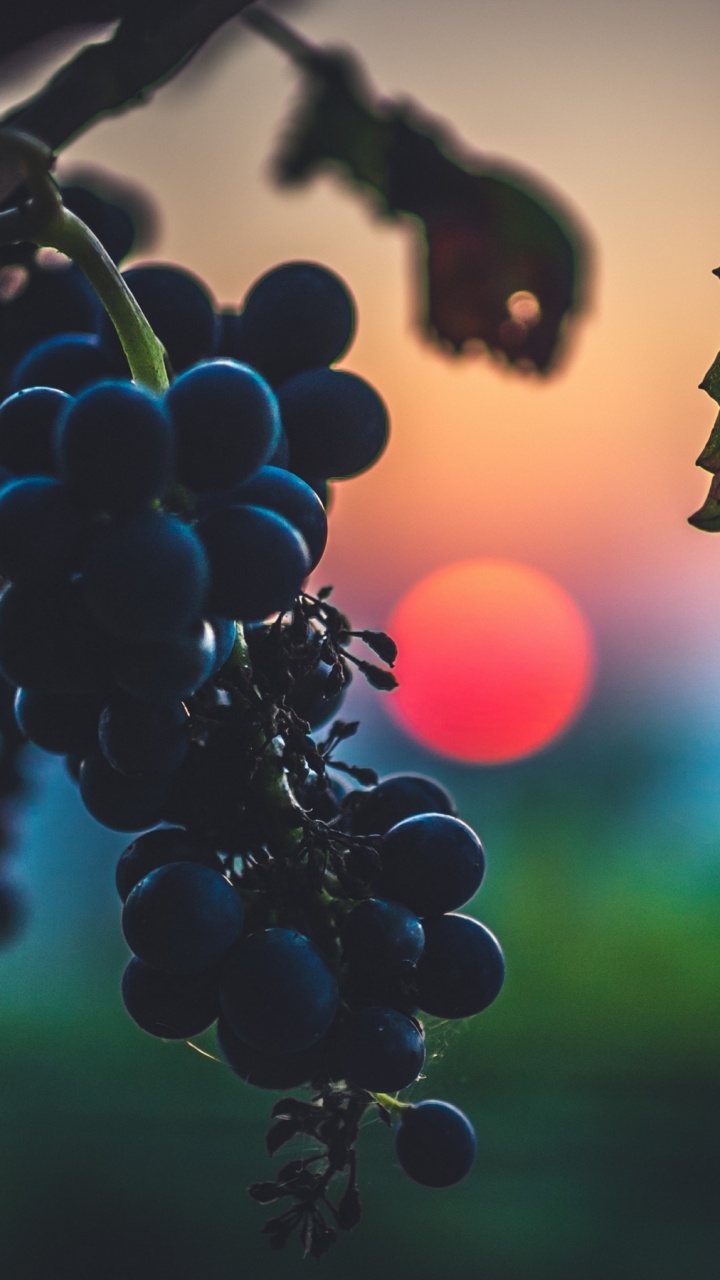 Uva, Puesta, Alimento, Naturaleza, Fruto Sin Semilla. Wallpaper in 720x1280 Resolution