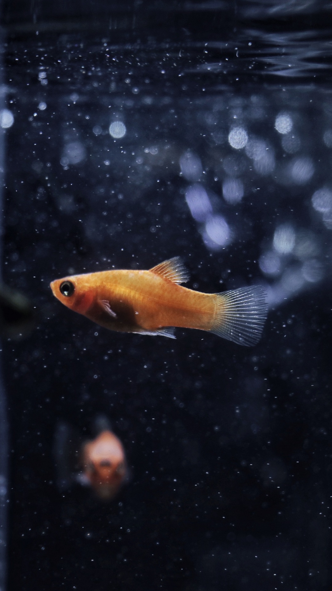 Poisson Orange et Blanc Dans L'eau. Wallpaper in 1080x1920 Resolution