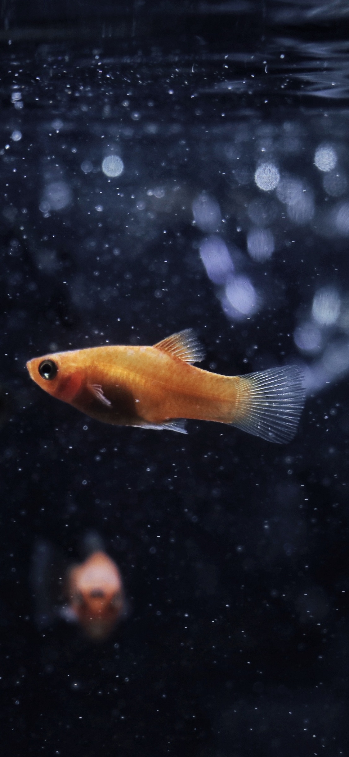 Orange and White Fish in Water. Wallpaper in 1125x2436 Resolution