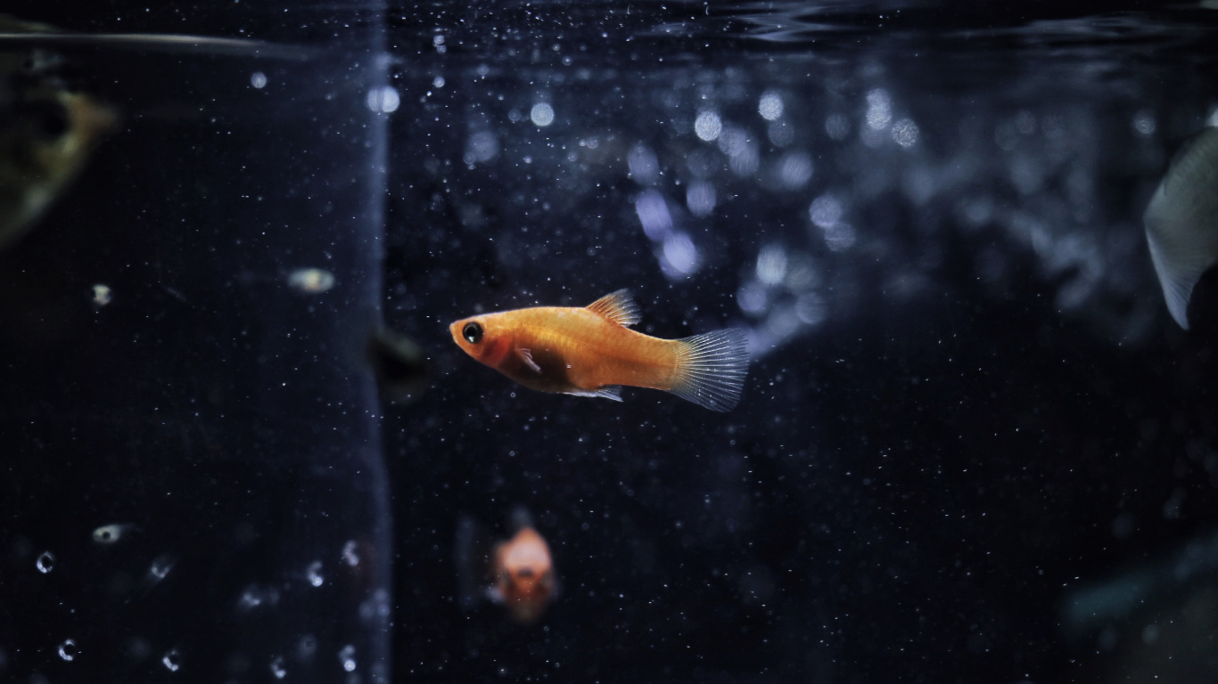 Orange and White Fish in Water. Wallpaper in 1366x768 Resolution